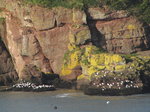 SX01356 White dots of seagulls on rocks.jpg